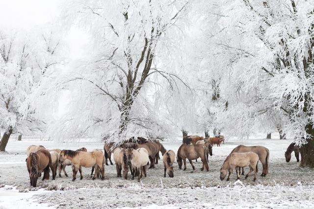 Winter natuur paard…