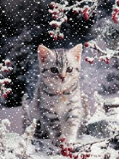 Kat in de winter.