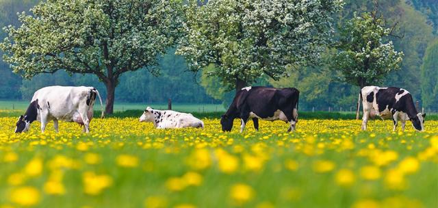 In de natuur.