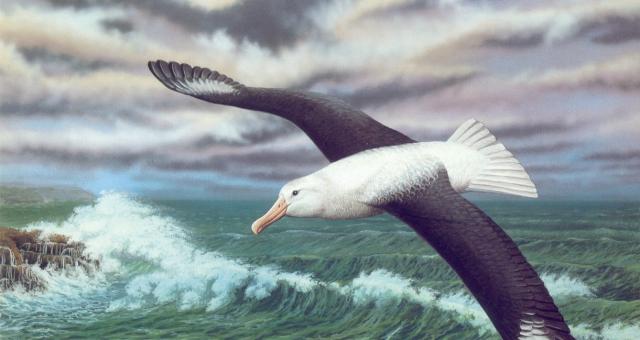 Albatros.