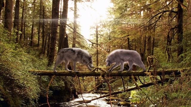 Wolven in de Natuur.
