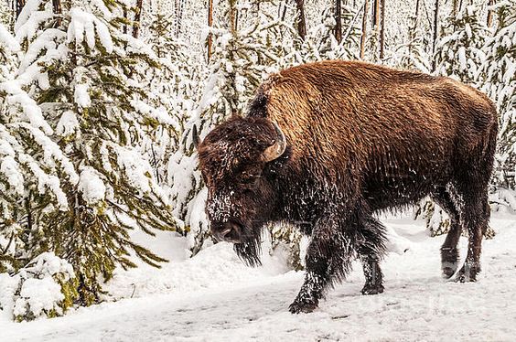 Bison in de sneeuw.