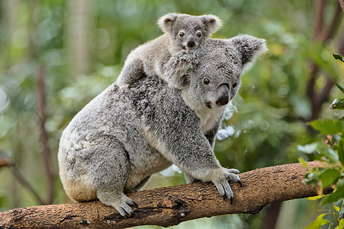 Koala`s