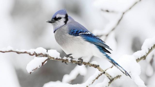 Vogel in de winter.
