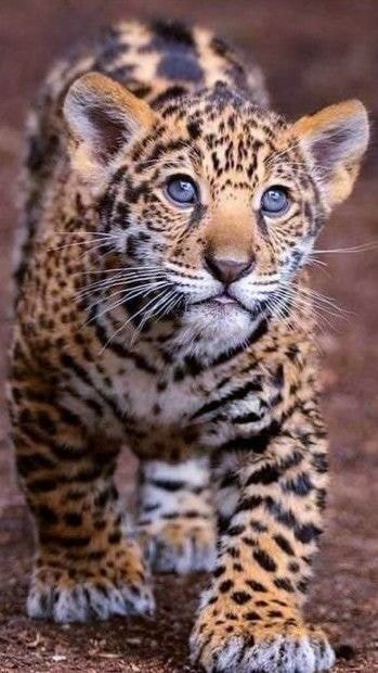 Lief.