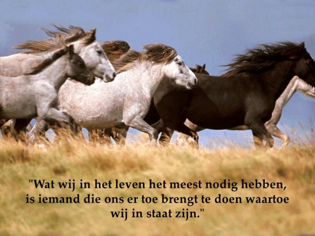 Wat wij in het leve…